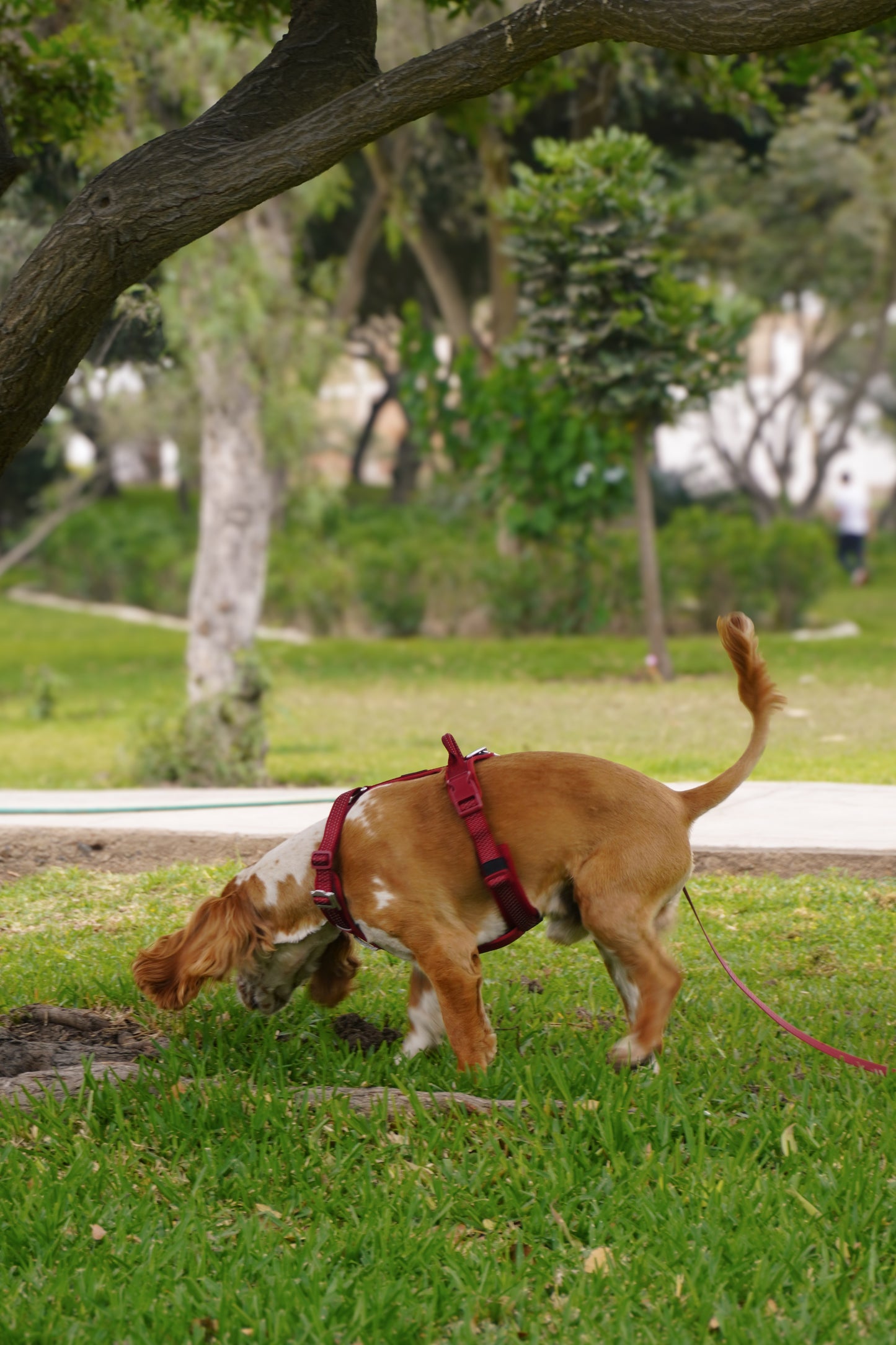 Arnés Nova - Guinda