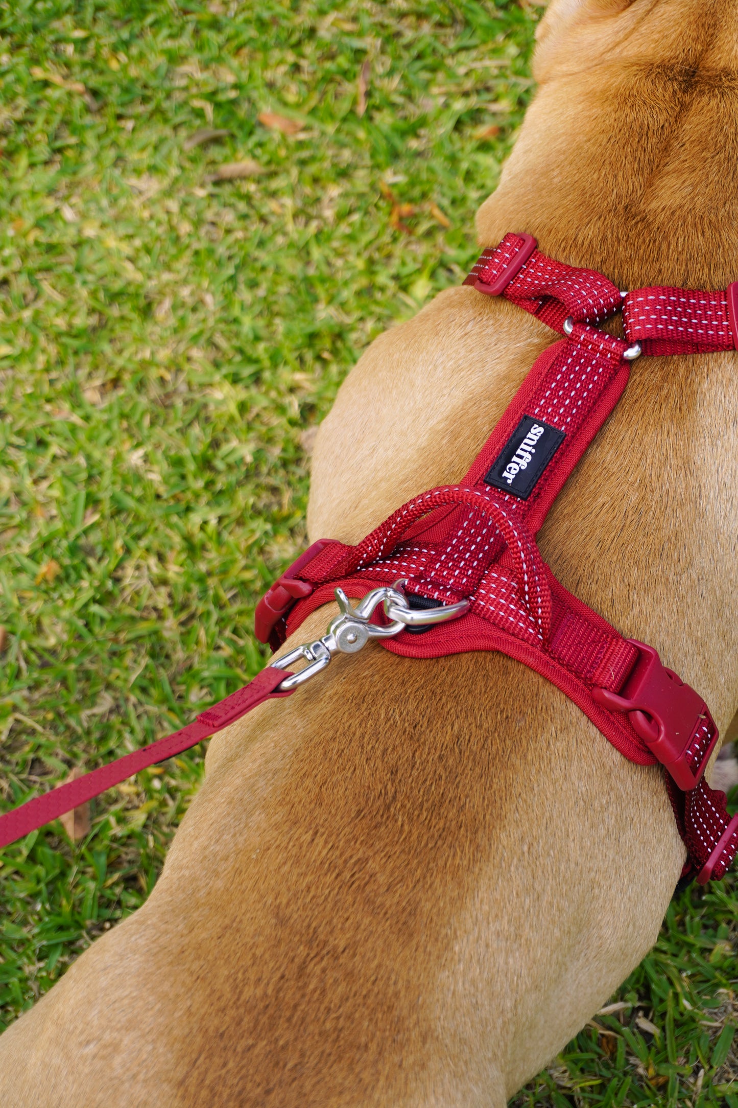 Correa Grip Max - Guinda (3-5 metros)