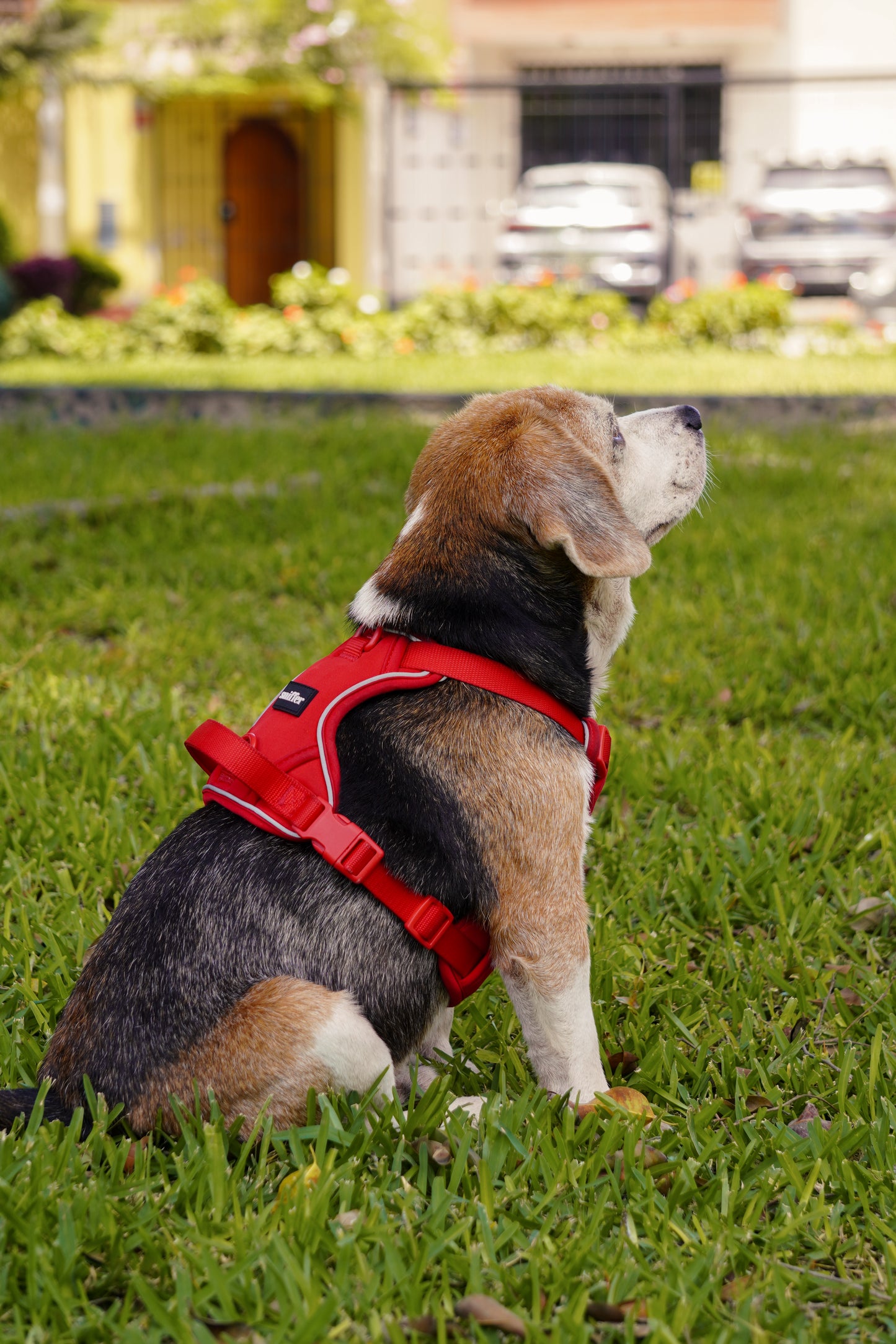 Arnés Flex - Rojo Vino