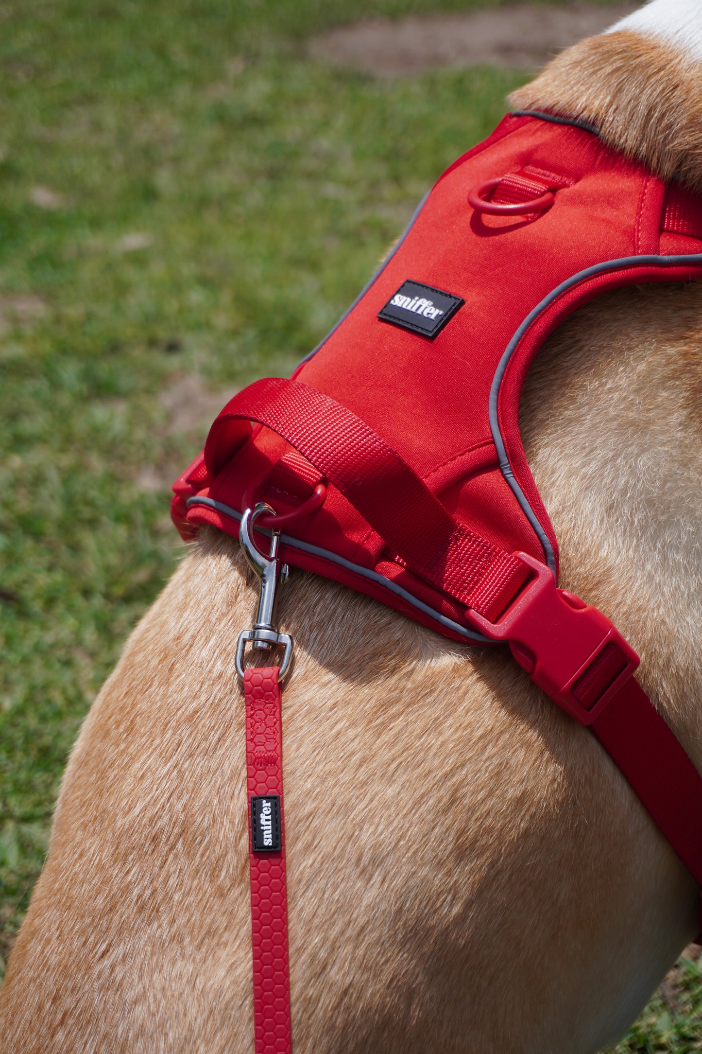 Pack Arnés Flex + Correa Grip (3-5-7 metros) - Rojo Vino