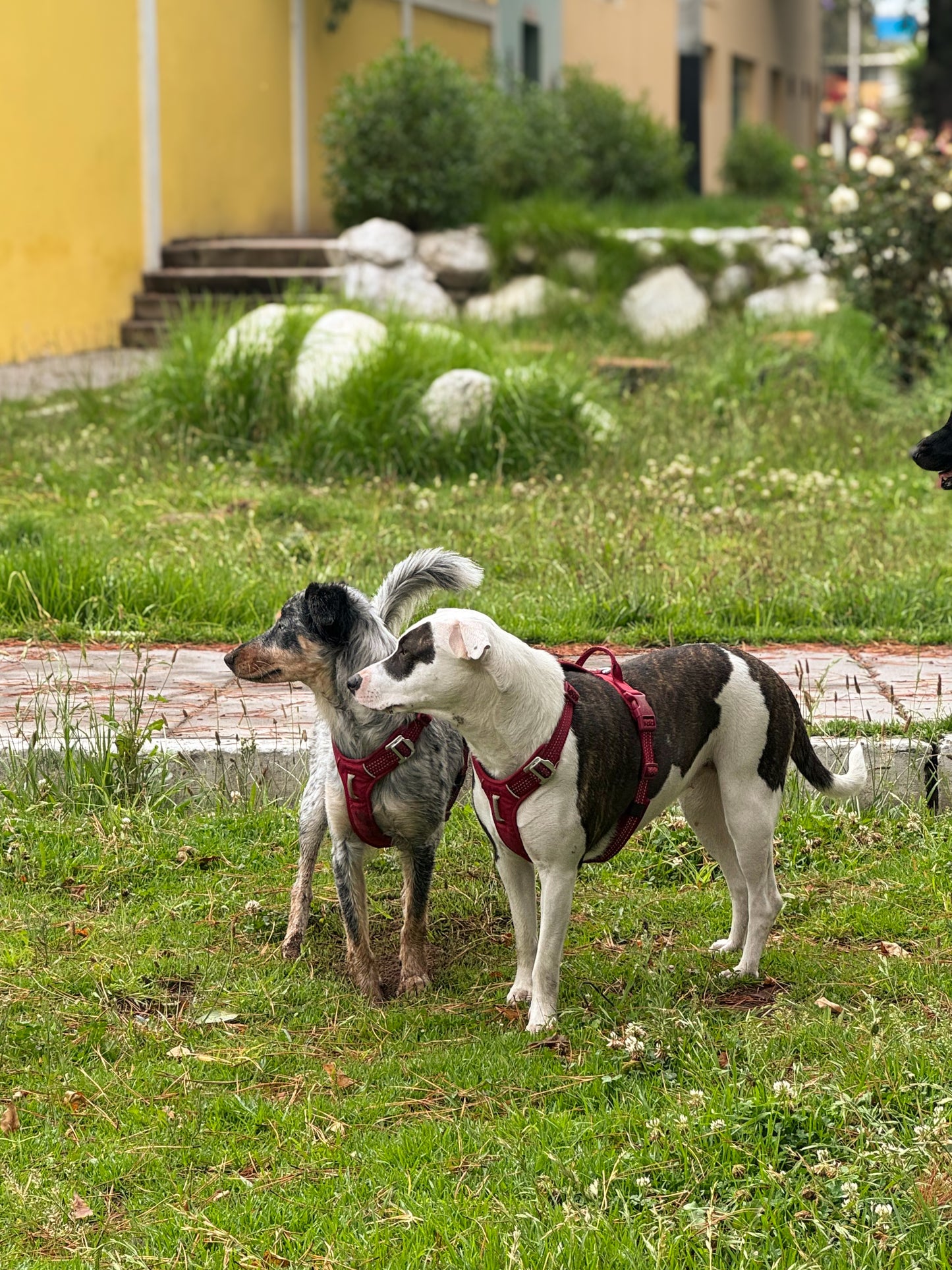 Arnés Nova - Guinda