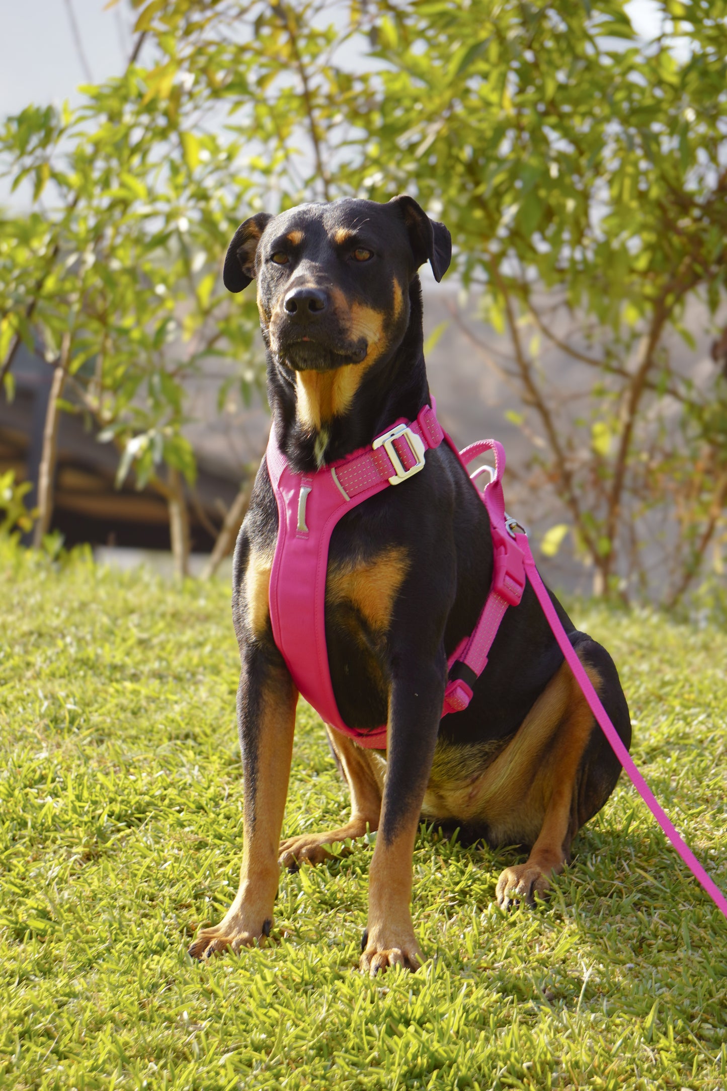 Pack Arnés Nova + Correa Grip - Fucsia