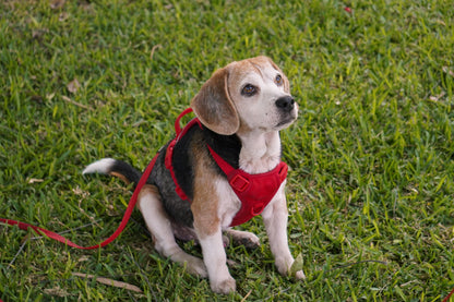 Arnés Flex - Rojo Vino