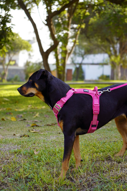 Pack Arnés Nova + Correa Grip - Fucsia