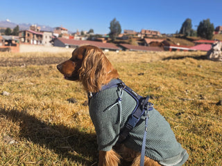 @toffelcurioso