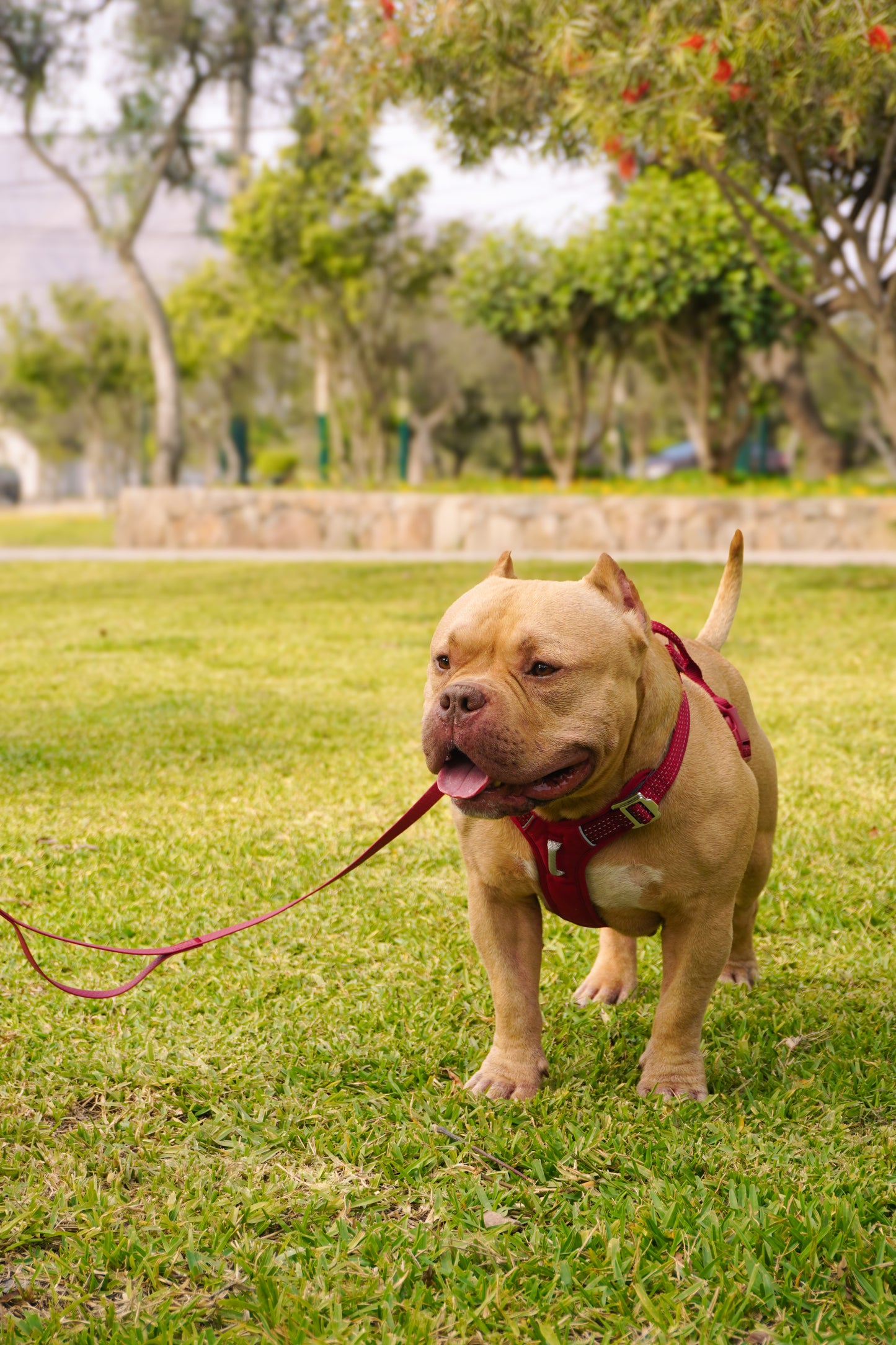 Correa Grip Max - Guinda (3-5 metros)