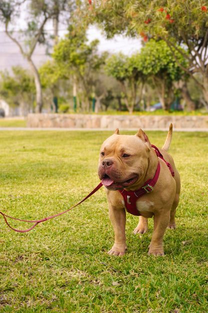 Correa Grip Max - Guinda (3-5 metros)