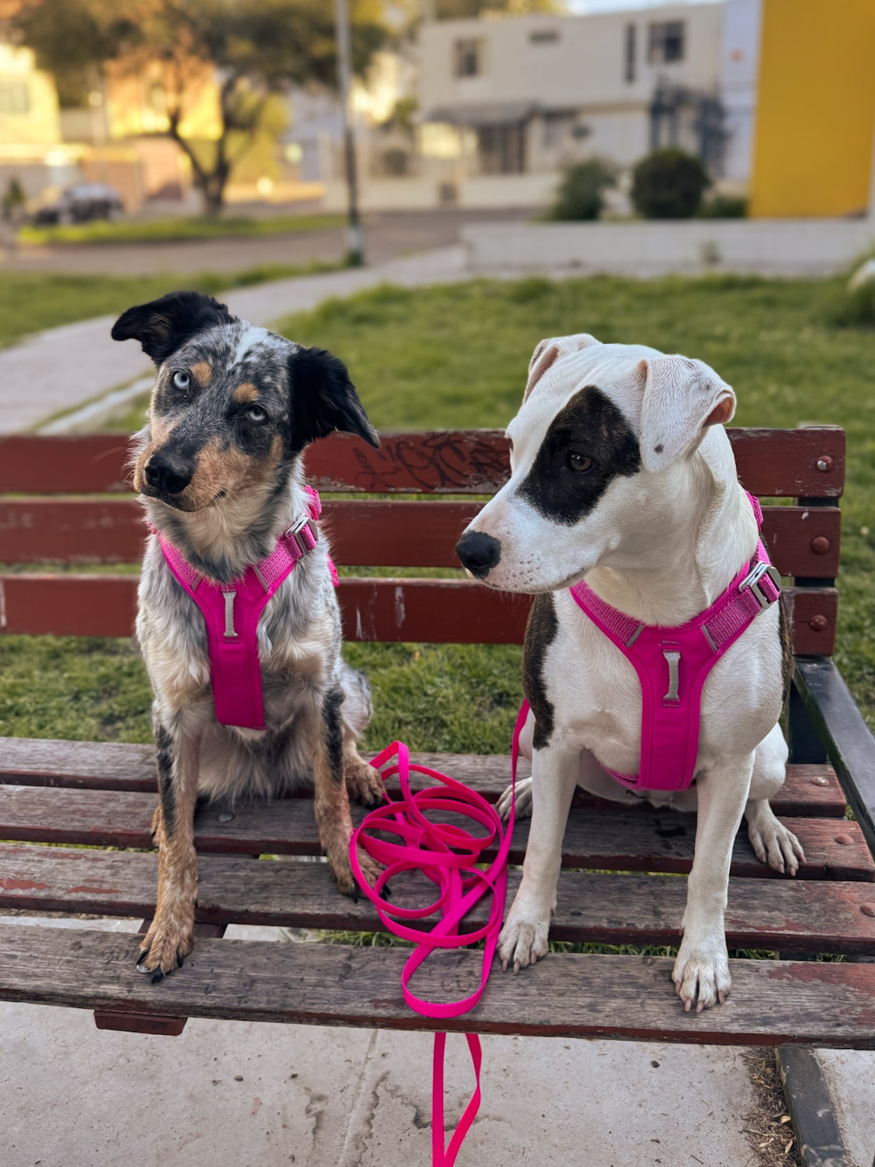 Pack Arnés Nova + Correa Grip - Fucsia