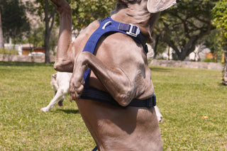 @roccoelweimaraner