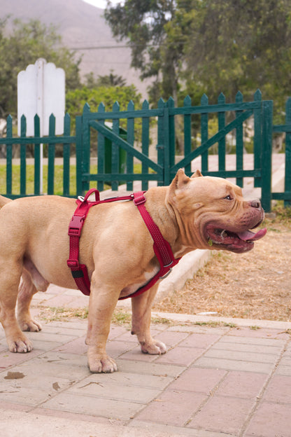 Arnés Nova - Guinda