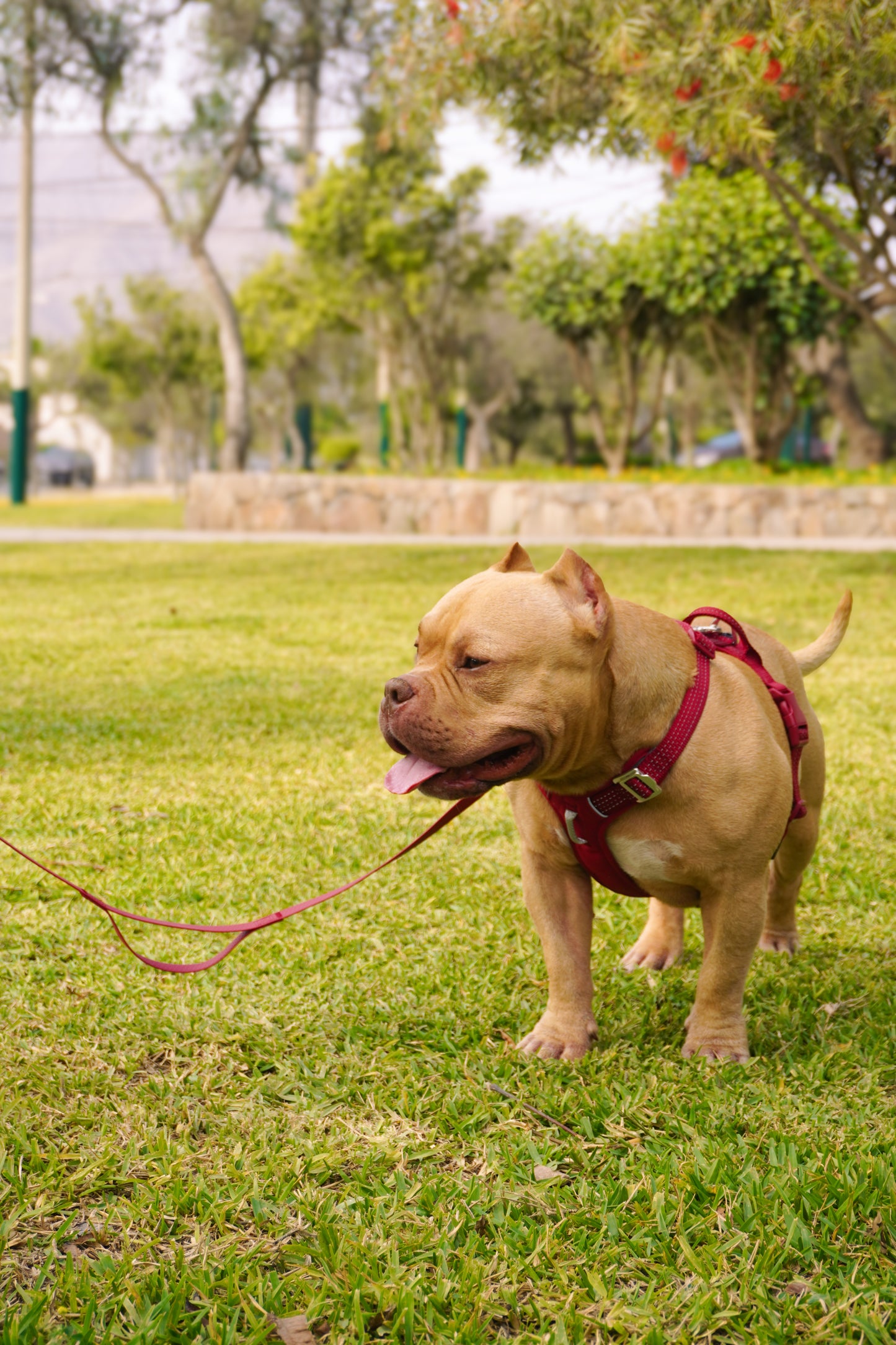 Arnés Nova - Guinda