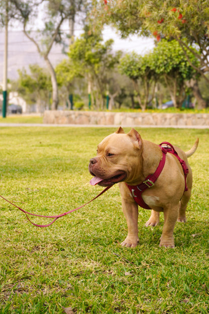 Arnés Nova - Guinda