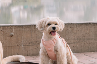 @eldiariocanino