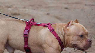 @tankor_theamericanbully
