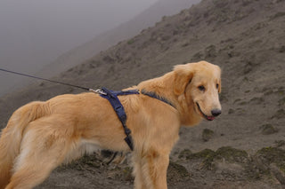 @luca_thegoldendog
