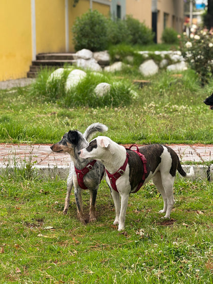 Arnés Nova - Guinda