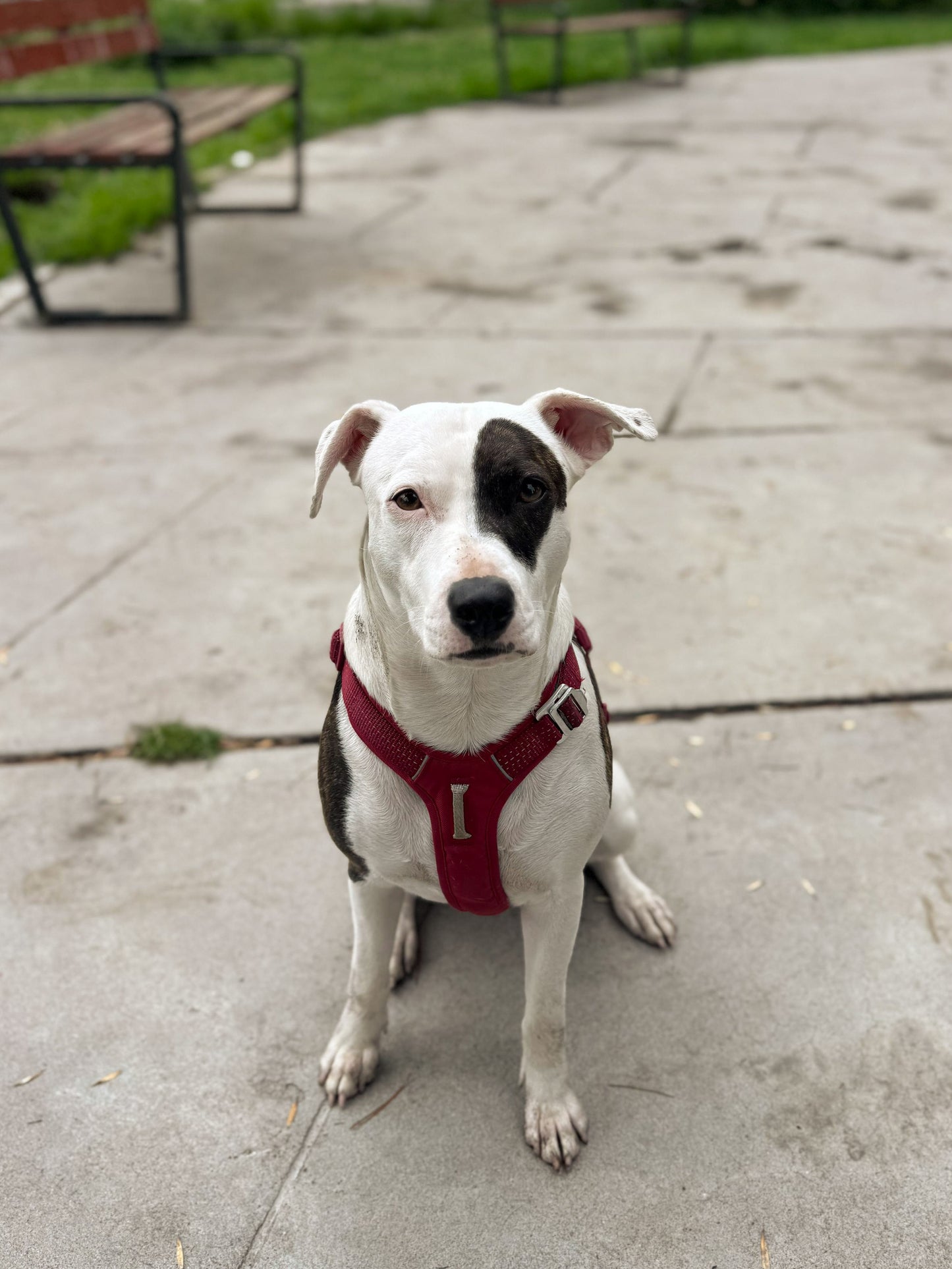 Pack Arnés Nova + Correa Grip - Guinda