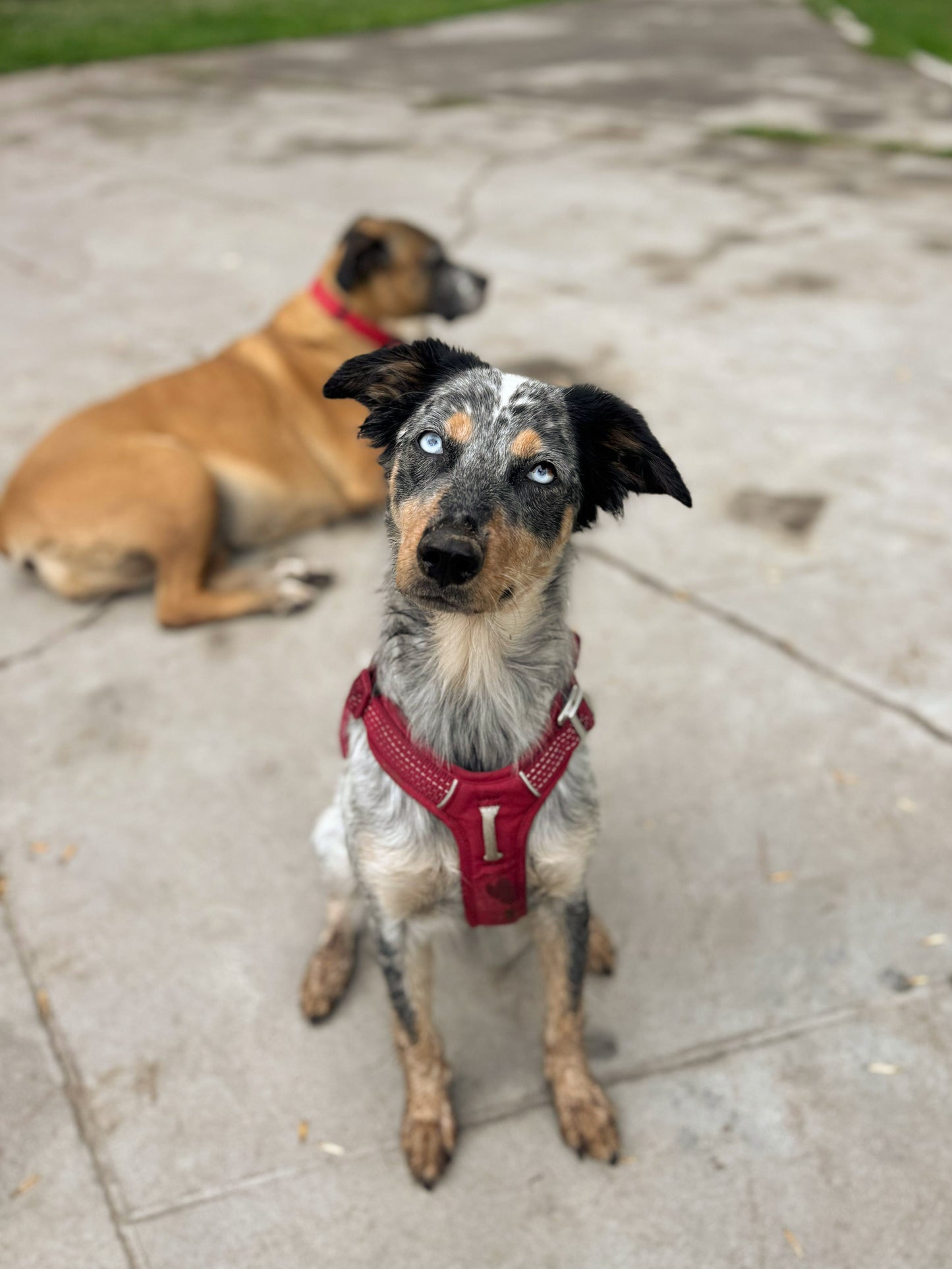 Arnés Nova - Guinda